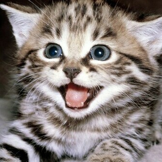Cat iPad Wallpaper Background