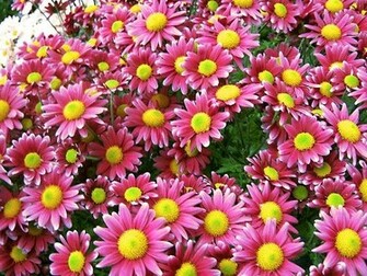 Beautiful Colorful Flowers Background Wallpaper