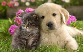 Animals Wallpaper Art HD Amigos Jpg