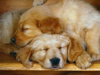 Dog Screensaver Screensavers