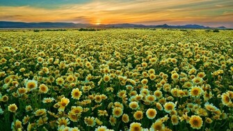 Field Of Flowers Wallpaper