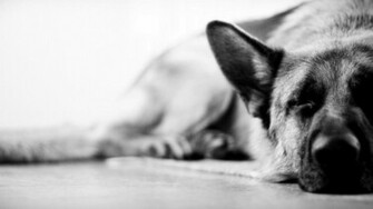 German Shepherd 1080p Wallpaper High Definition Quality