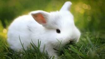 Baby Bunny Wallpaper