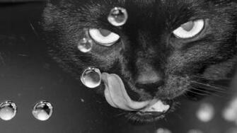 Creepy Cats Wallpaper