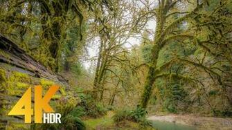HDr 4k UHD Relaxation Forest Video Boy Scout Tree Trail At