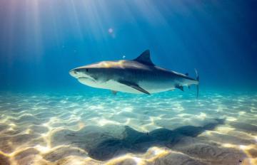 Shark Wallpaper HD Hq