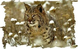 Bobcat Wallpaper