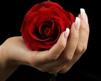 Flowers Hands Roses Black Background Red Rose