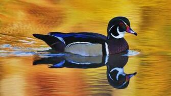 Wood Duck Wallpaper