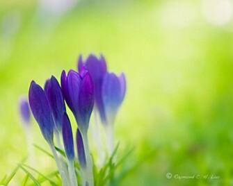 Early Spring By Raylau