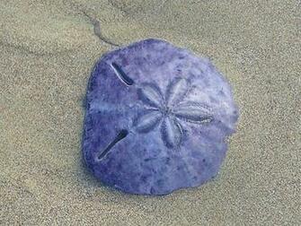 Sand Dollar Wild Life Animal
