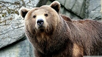 Grizzly Bear Wallpaper