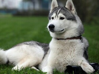 Alaskan Malamute Wallpaper Pictures Pics Photos Image