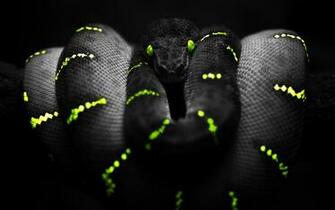 Snake HD Wallpaper Background