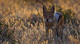Coyote High Quality And Resolution Wallpaper On