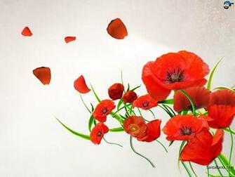 Poppy Wallpaper