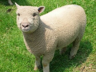 SoutHDown Sheep Background Wallpaper