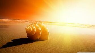 Shell On The Beach Wallpaper