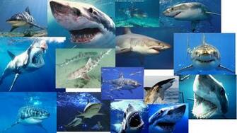 Shark Week Discovery HD Desktop Wallpaper