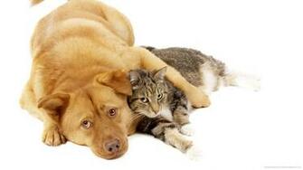 And Cat Picture For iPhone Blackberry iPad Dog Screensaver