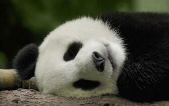 Unique Wallpaper Amazing Pandas