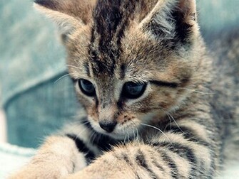 Another Picture Of Cute A Kitten