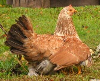 Hens Wallpaper HD