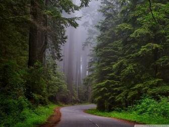 Redwood National Park California 4k HD Desktop Wallpaper For