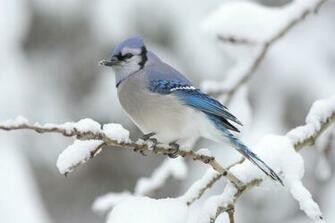 Category Animals HD Wallpaper Subcategory Birds