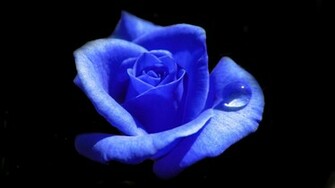 Blue Rose Wallpaper
