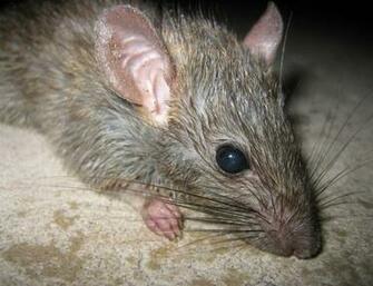 Rats Wallpaper