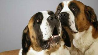 St Bernards Wallpaper
