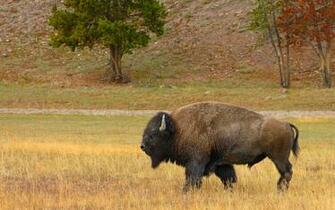 Cool Wallpaper Bison