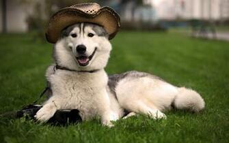 Funny Husky Dog The Coolest HD Wallpaper