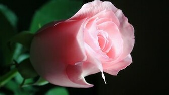 Beautiful Pink Roses Wallpaper