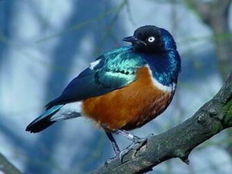 Wallpaper Pc Computer Bird