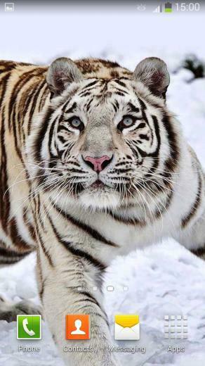 White Tiger Live Wallpaper Android Apps On Google Play