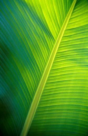 Banana Leaf Wallpaper