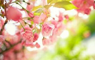 Natures Wallpaper