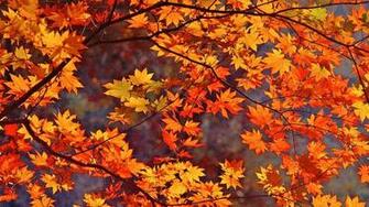 Fall Leaves Wallpaper Schaffer Amp Company Realtors