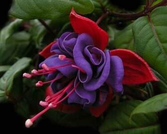 Fuschia Wallpaper