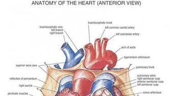 Anatomy Wallpaper Hq