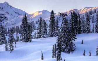 Snowy Trees Picture Px HDwallsource