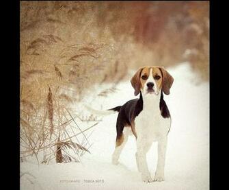 Wallpaper Beagle Puppy Each Dog