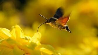 Beautiful Flowers Russian Women Net Image The Hummingbird Hawk Moth