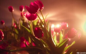 Vibrant Red Tulips Wallpaper HD