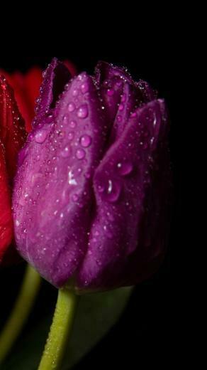 Spring Flower iPhone HD Wallpaper