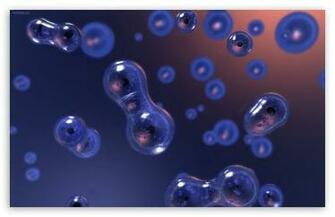 Cell Division HD Wallpaper For Standard Fullscreen Uxga Xga