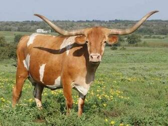 Texas Longhorn Cattle Austin Bulls