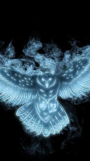 Animal Owl Wallpaper Id